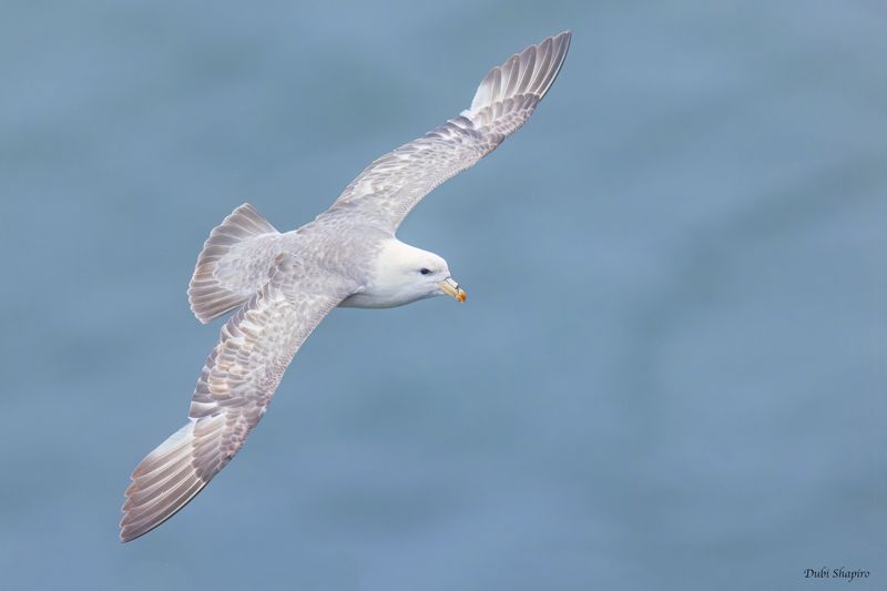 Northern Fulmar 