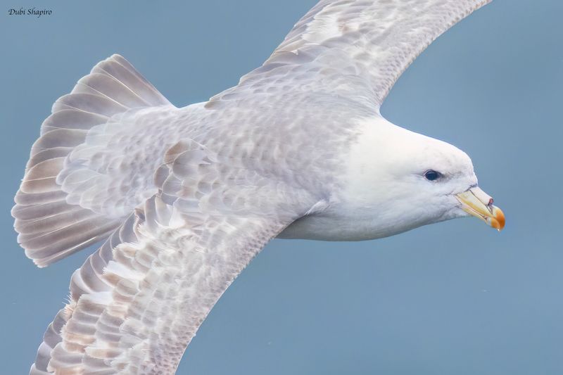 Northern Fulmar