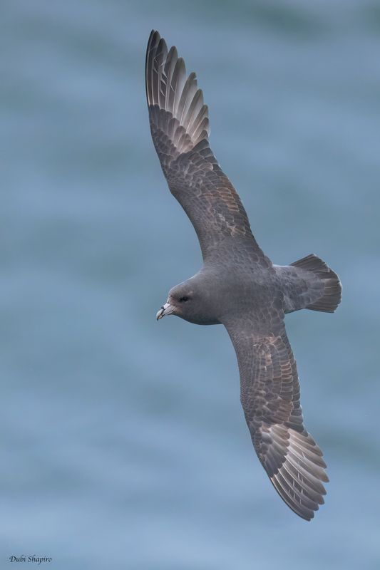 Northern Fulmar 