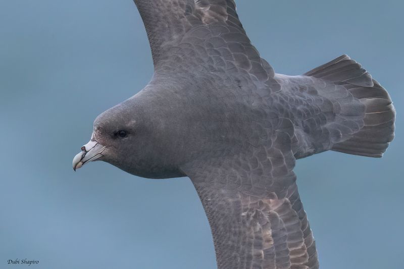 Northern Fulmar 