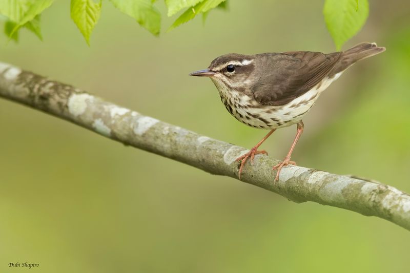 Louisiana Waterthrush 