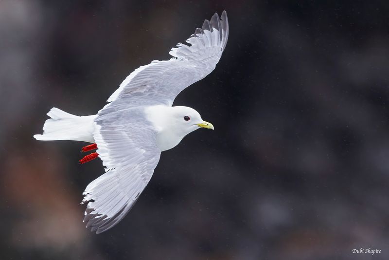 Red-legged Kittiwake 