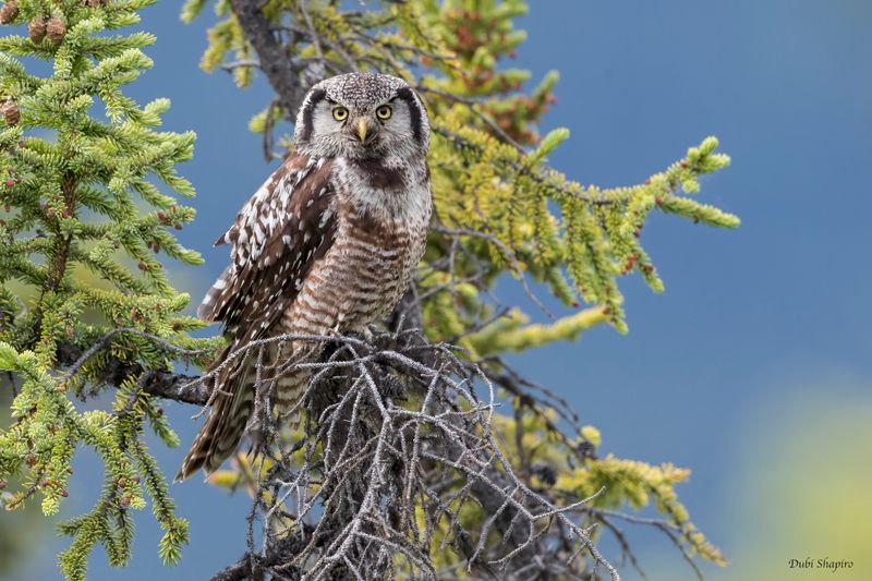 Northern Hawk Owl