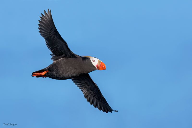 Tufted Puffin 