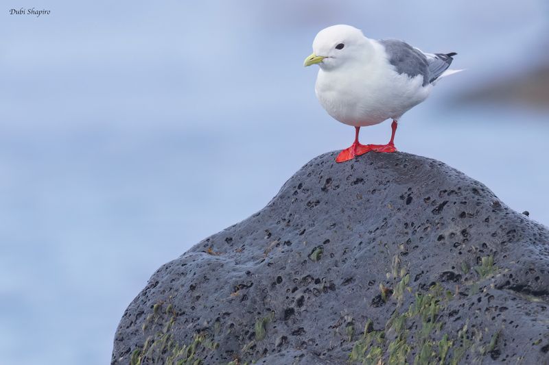 Red-legged Kittiwake 