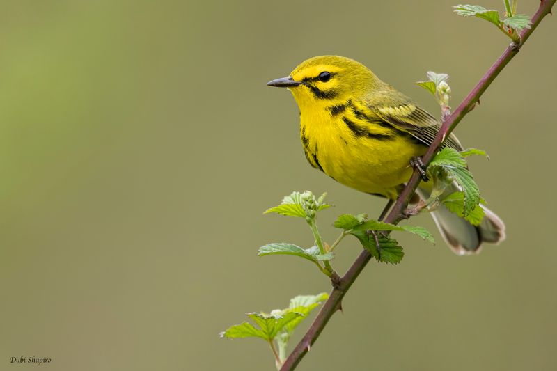Prairie Warbler 