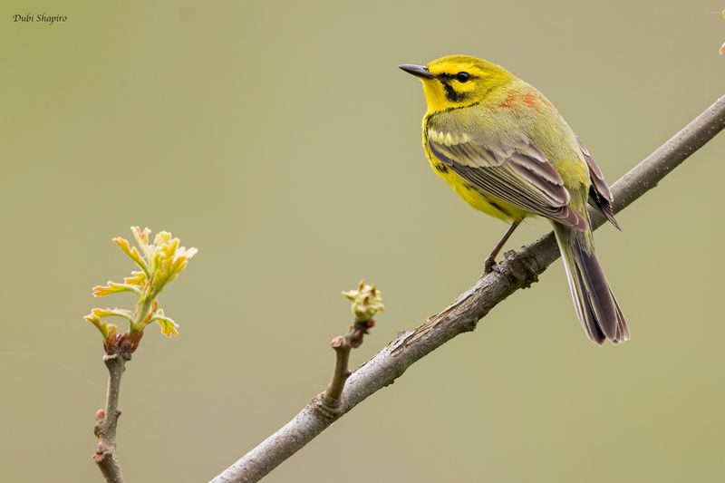 Prairie Warbler 