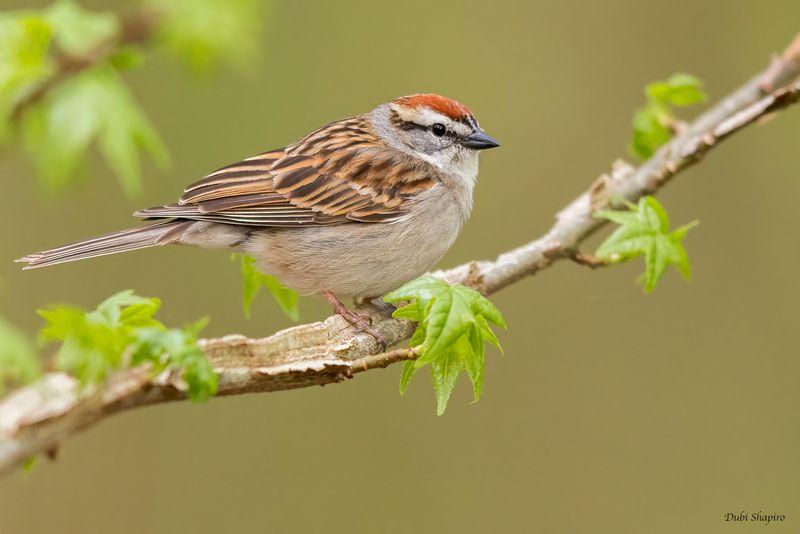 Chipping Sparrow 
