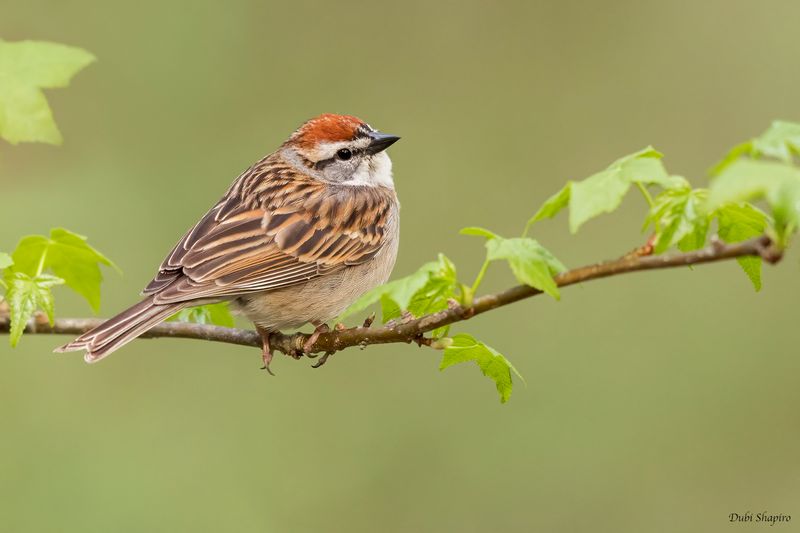 Chipping Sparrow 