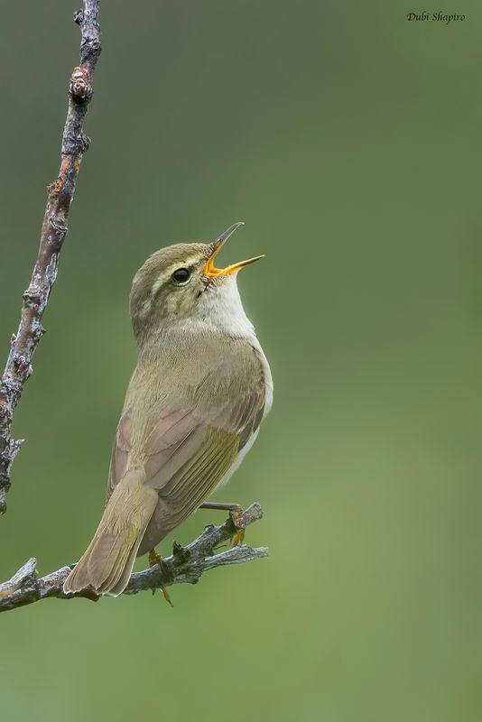 Arctic Warbler 