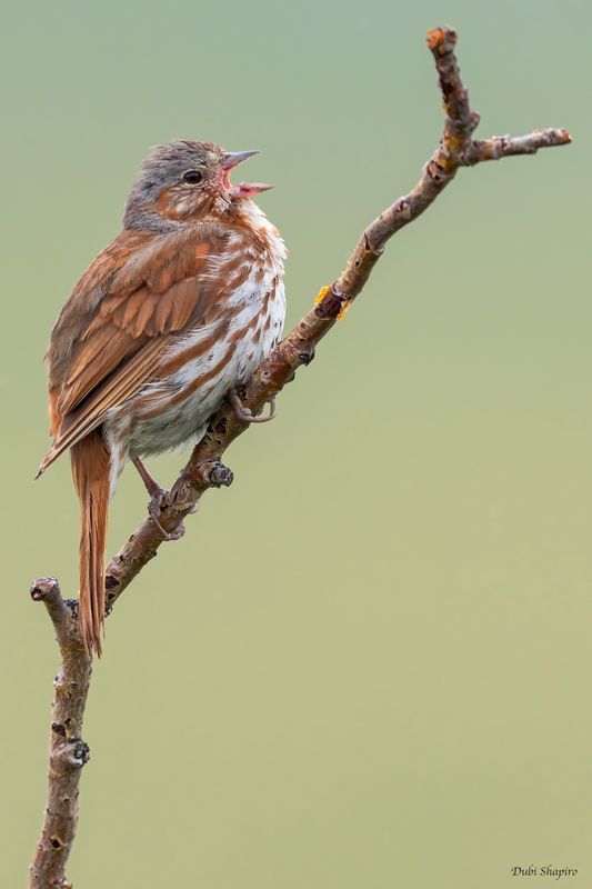 Red Fox Sparrow