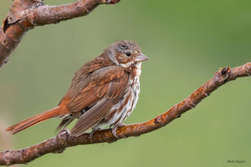 Red Fox Sparrow
