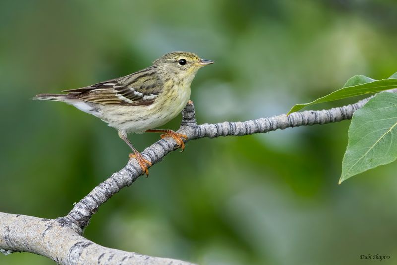Blackpoll Warbler