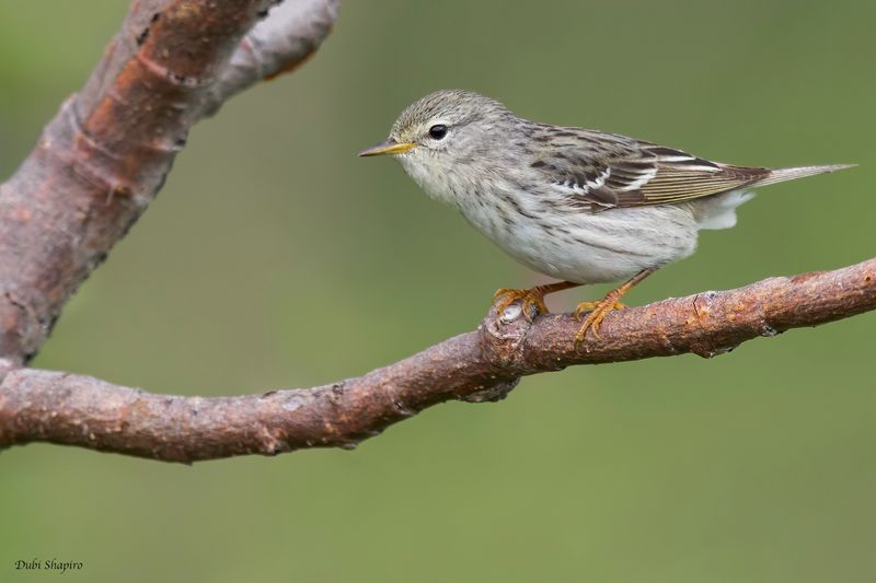 Blackpoll Warbler 