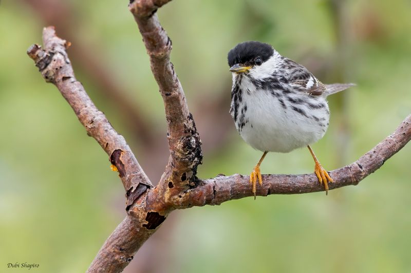 Blackpoll Warbler 
