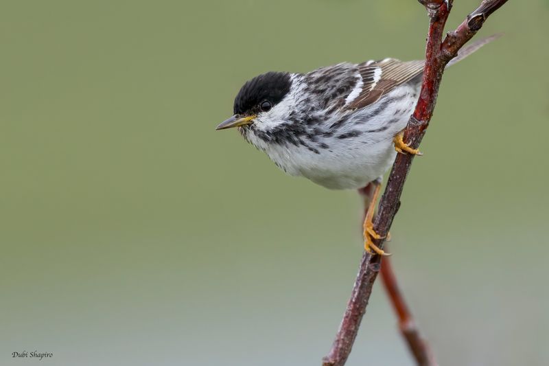 Blackpoll Warbler 