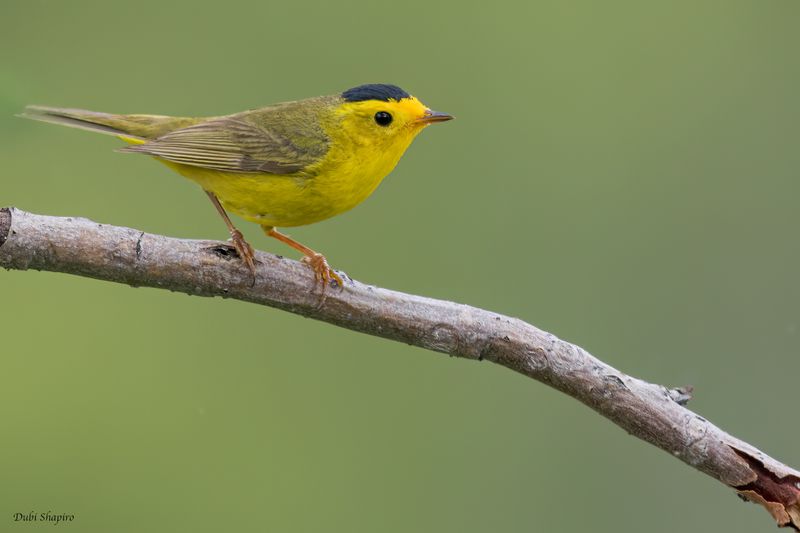 Wilson's Warbler