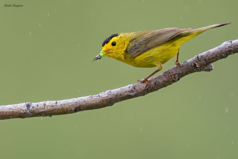 Wilson's Warbler