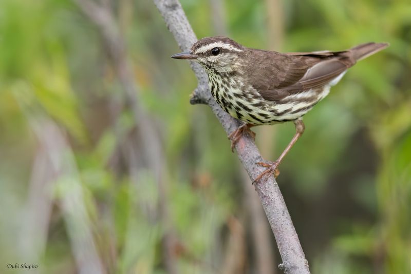Northern Waterthrush