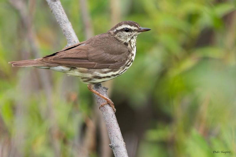 Northern Waterthrush 