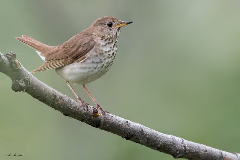 Gray-cheeked Thrush