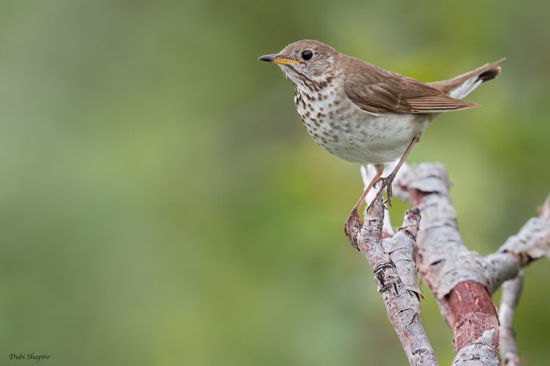 Gray-cheeked Thrush 