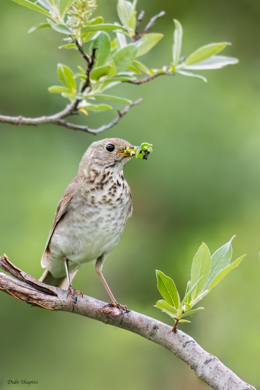 Gray-cheeked Thrush 