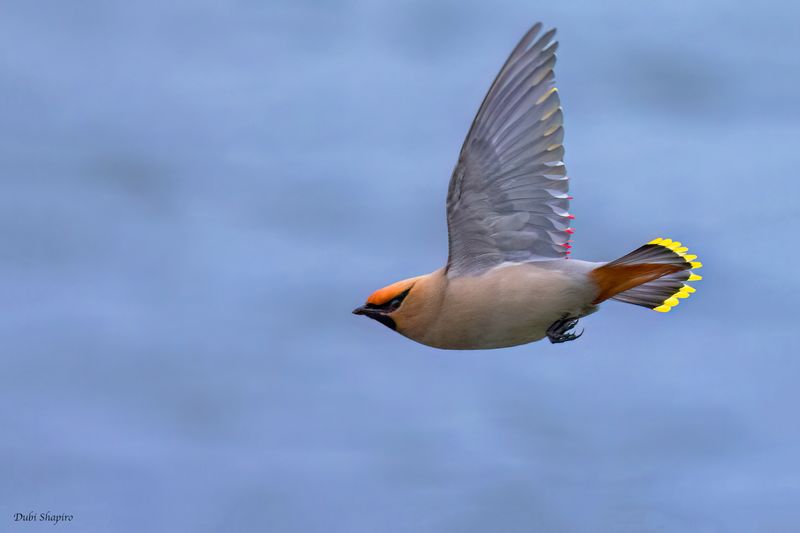 Bohemian Waxwing 