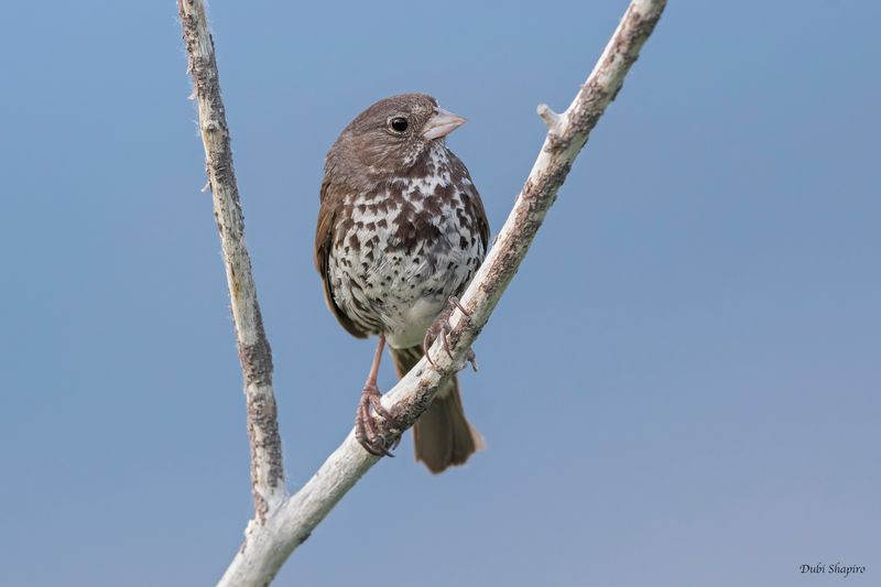 Sooty Fox Sparrow