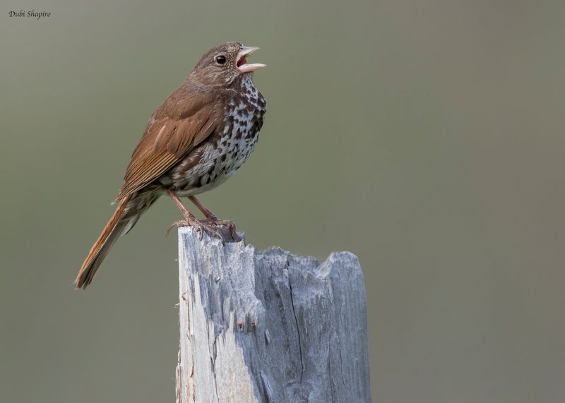 Sooty Fox Sparrow 