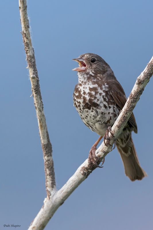 Sooty Fox Sparrow 