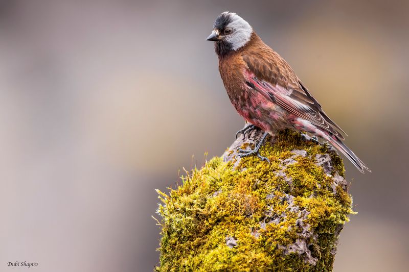 Gray-crowned Rosy-Finch