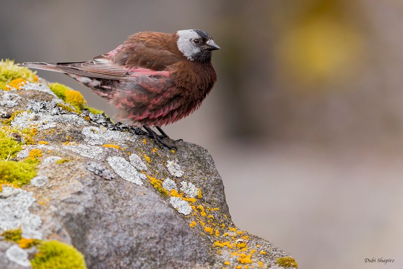 Gray-crowned Rosy-Finch 