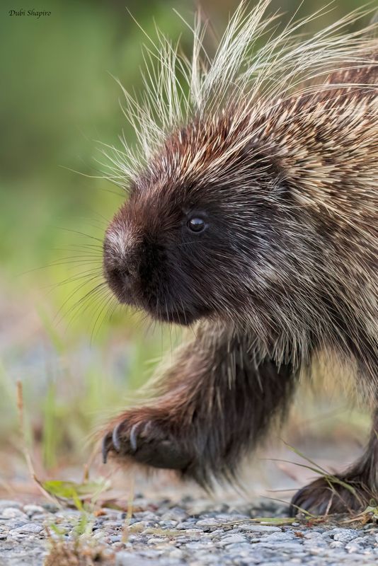 North American Porcupine