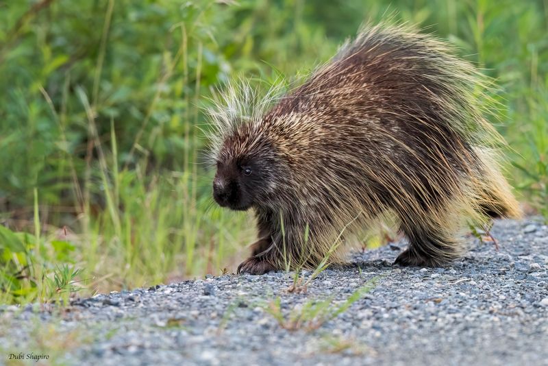North American Porcupine 