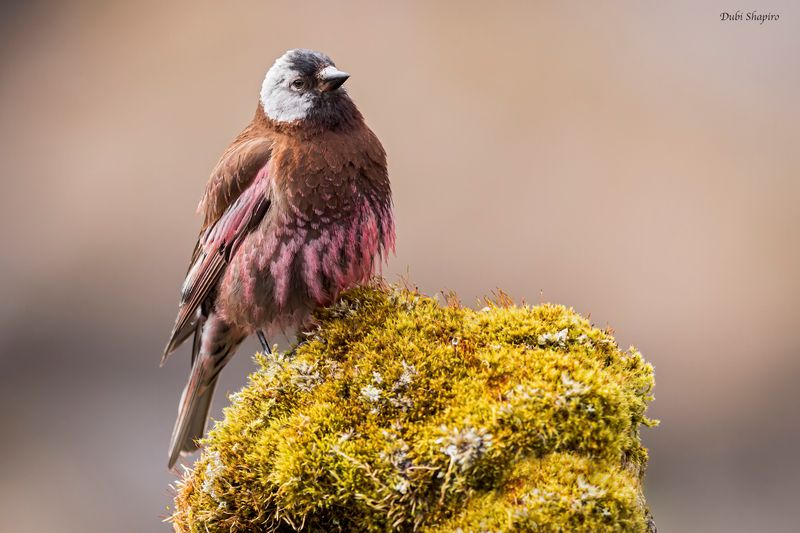 Gray-crowned Rosy-Finch 