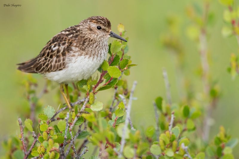 Least Sandpiper