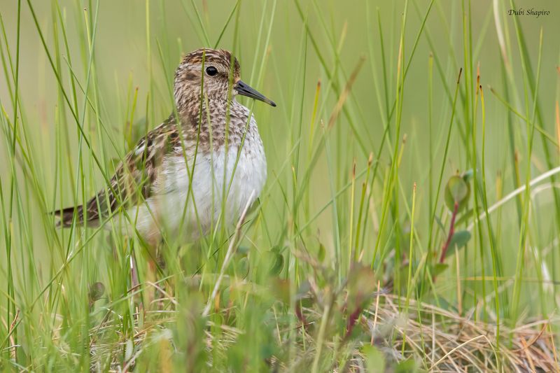 Least Sandpiper 