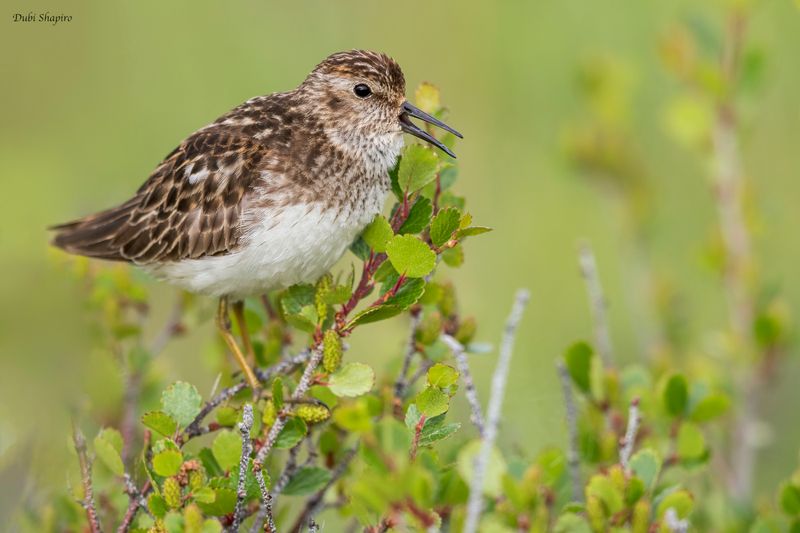 Least Sandpiper 