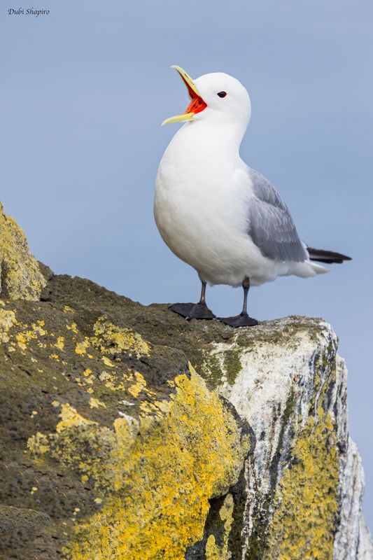 Black-legged Kittiwake 