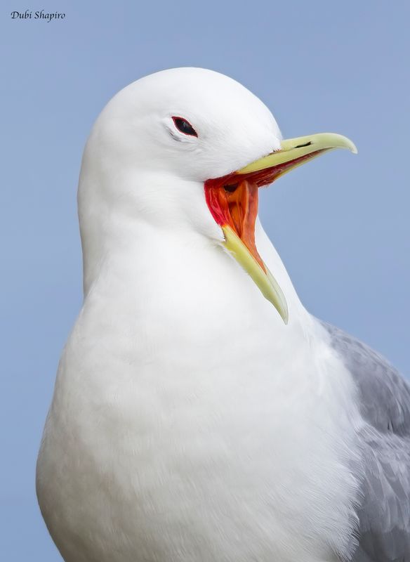 Black-legged Kittiwake 