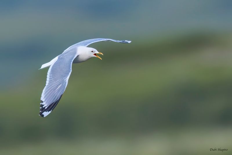 Short-billed Gull