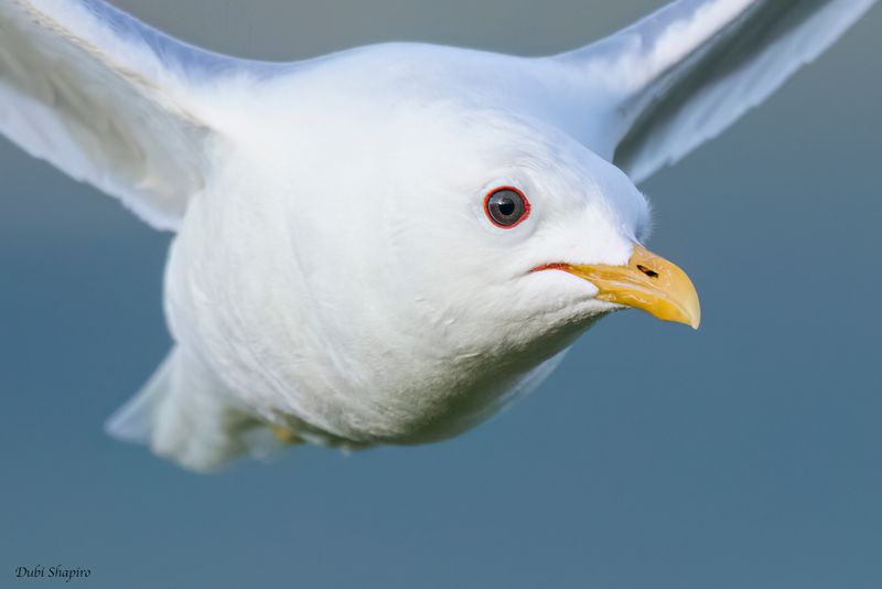 Short-billed Gull 