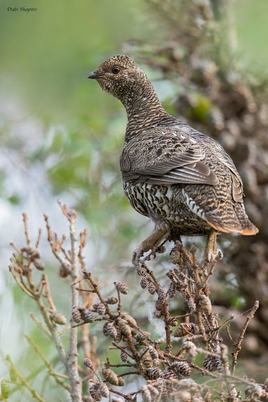Spruce Grouse