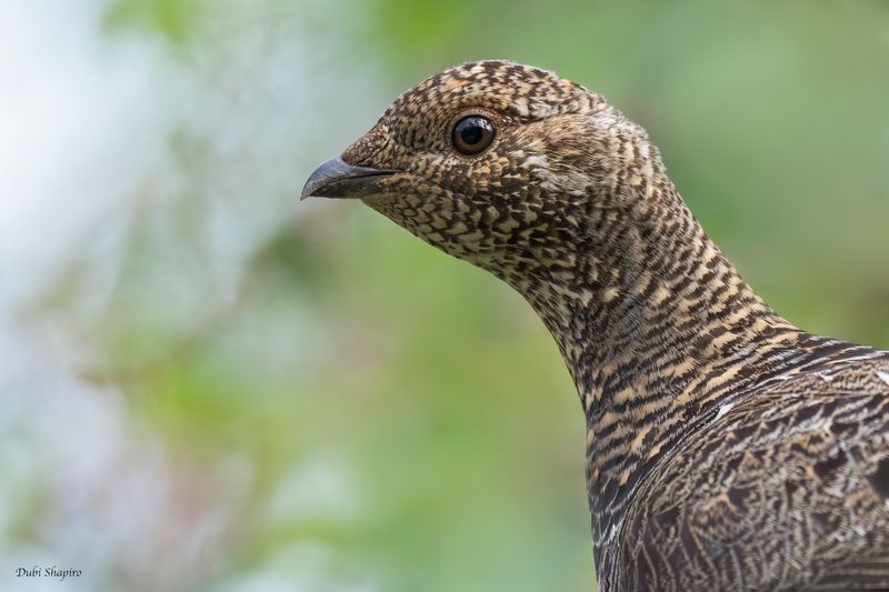 Spruce Grouse 
