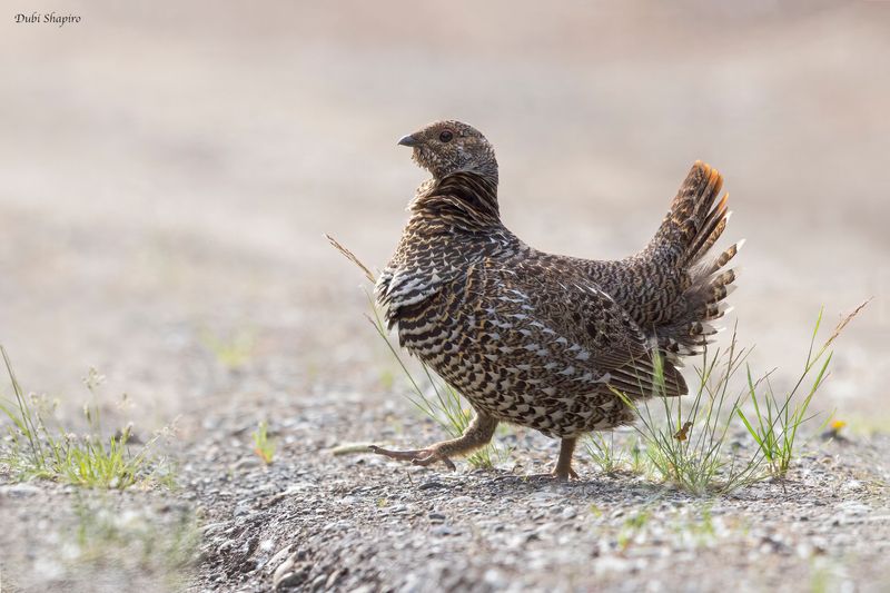 Spruce Grouse 