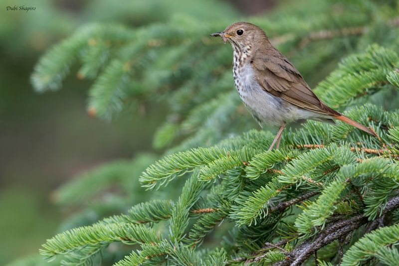 Hermit Thrush