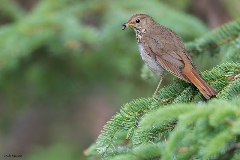 Hermit Thrush 