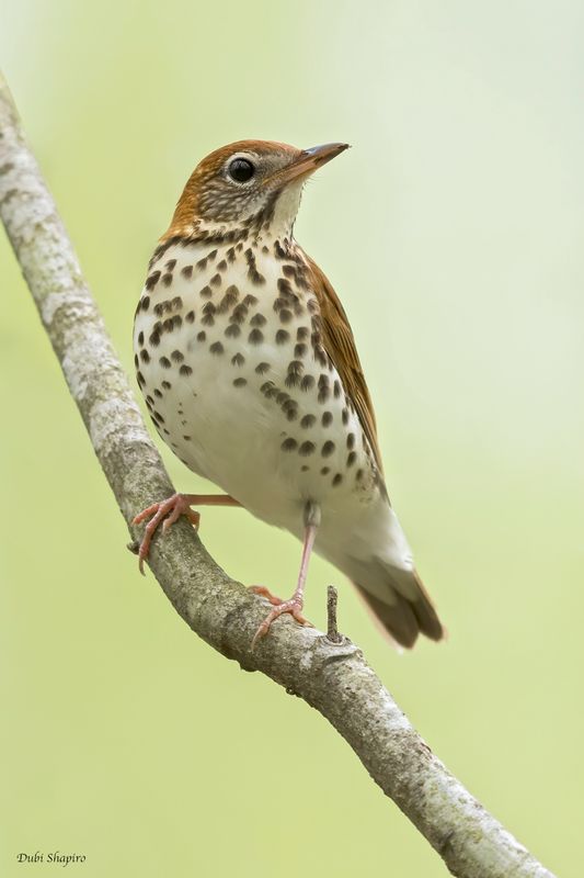 Wood Thrush