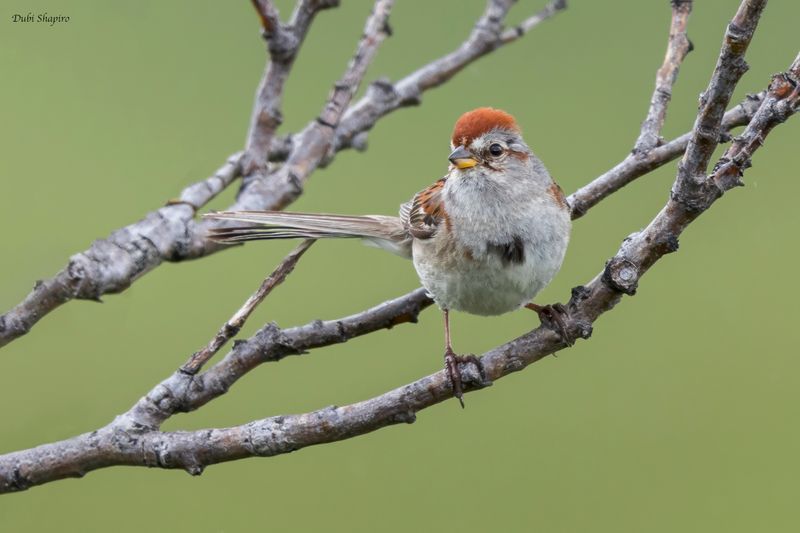 American Tree Sparrow